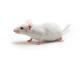 AKR_Mouse_417x235_1.jpg