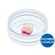 Culture-insert 2 well in µ-dish 35 mm