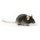 002052 ApE KO mouse