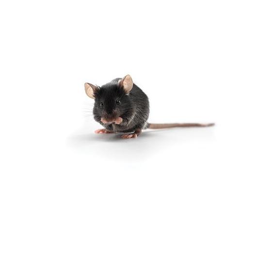 OT-I_Mouse_417x235.jpg