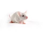 NOD SCID mouse, NOD.CB17-Prkdcscid/NCrCrl