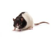 ZDF rat (Obese fa/fa), ZDF-Leprfa/Crl