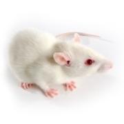 SRG Rat,  Sprague Dawley-Rag2em2heraIl2rgem1hera/HblCrl