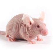 NMRI Nude mouse, Crl:NMRI-Foxn1nu