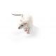 Fischer (CDF) rat, F344/DuCrl