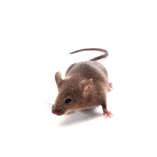 CBA/J mouse (JAX™), CBA/J