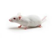 SCID Beige mouse, CB17.Cg-PrkdcscidLystbg-J/Crl
