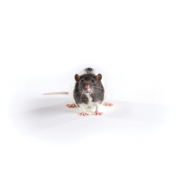 Zucker rat (lean), Crl:ZUC-Leprfa