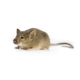 002448 JAX mouse