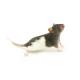 mouse_2_300px