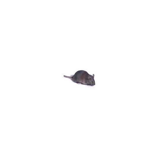 CBAmouse.jpg
