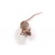 NIH-III heterozygous mouse (NIH-III-HE), Crl:NIH-Lystbg-JFoxn1nuBtkxid