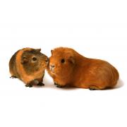 Maintenance diet for guinea pigs high fibre