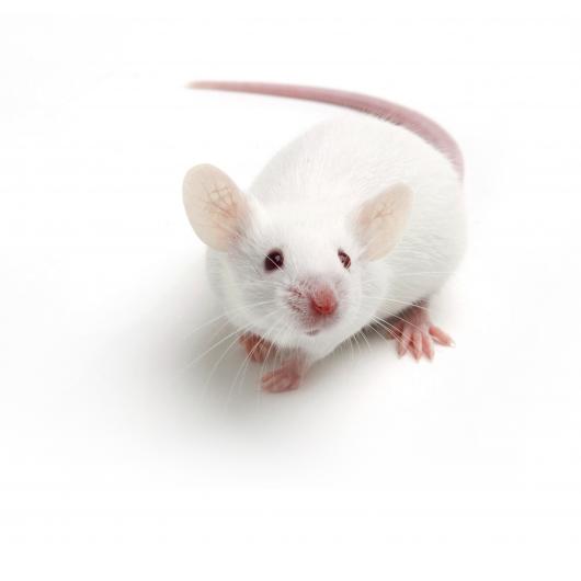 BALBc mouse