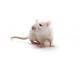 SAS Sprague Dawley rat