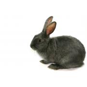 Breeding diet for rabbits