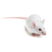 NU/NU heterozygous mouse (NU+), Crl:NU-Foxn1nu