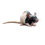 RNU heterozygous rat (RNU+), Crl:NIH-Foxn1rnu