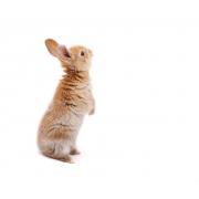 Maintenance diet for rabbits