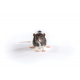 Zucker lean rat