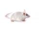 B6_Albino_Mouse_417x235_0.jpg
