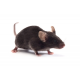 c57_bl6j_jax_640.png