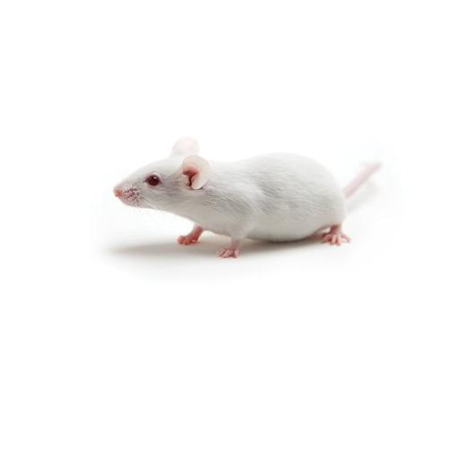 AKR_Mouse_417x235_1.jpg