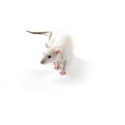 WAG rat, WAG/RijCrl