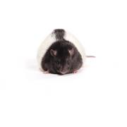 Zucker rat (obese), Crl:ZUC-Leprfa