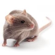 DBA/2 mouse