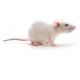 CD_IGS_Rat417x235.jpg