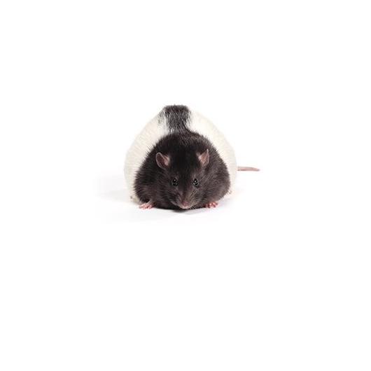 Zucker obese rat