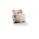 Hartley guinea pig