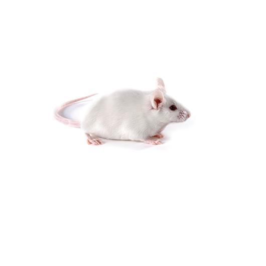 B6_Albino_Mouse_417x235.jpg