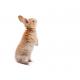 rabbit diets_2 2020