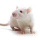 Albino rat