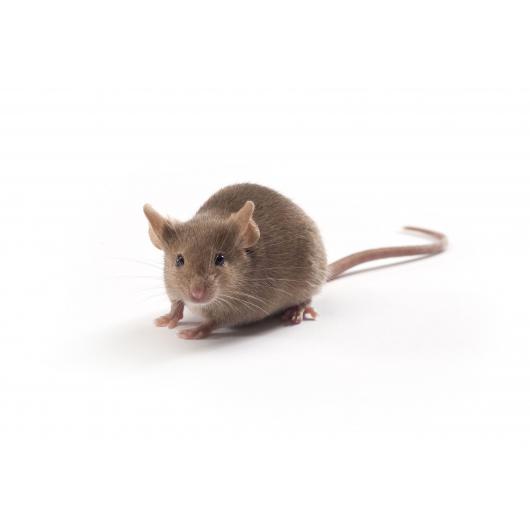 129 mouse