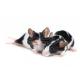 mouse_3