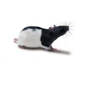 Long-Evans rat, Crl:LE