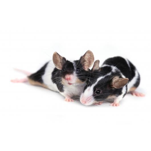 mouse_3