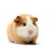 Guine pigs diet