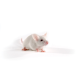 nod_scid_jax_640