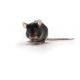 C57BL/6 aged mouse