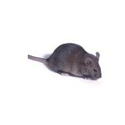 CBA mouse