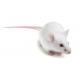 OF1 Mouse model