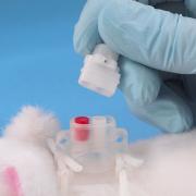 Two channel Vascular Access Harness ™ for rats