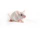 BALBc-_mouse_417x235_0.jpg