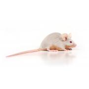 Breeding & maintenance diet for nude and transgenic strains