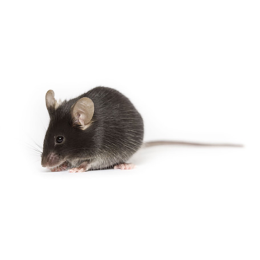 005304 mouse