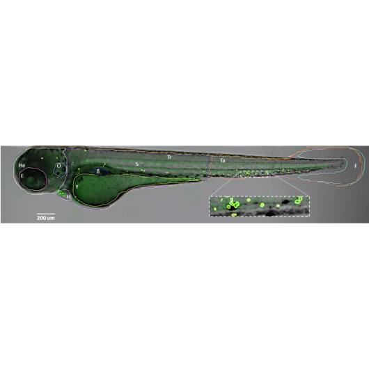 Zebrafish_Athena_Figure for ELMI abstract bright